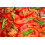 SAFLAX Geschenk Set - Tomate - Marmande - Solanum - 10 Samen 7