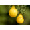 SAFLAX Geschenk Set - Tomate – Submarine - Solanum - 10 Samen 6
