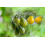 SAFLAX Geschenk Set - Tomate – Submarine - Solanum - 10 Samen 4