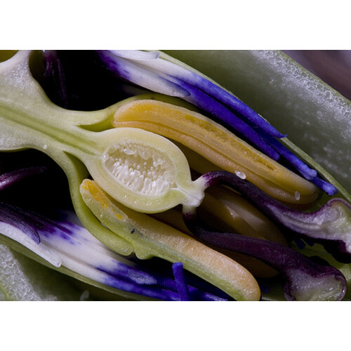 SAFLAX Geschenk Set - Passionsblume - Passiflora - 25 Samen 2