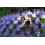 SAFLAX Geschenk Set - Blauer Natternkopf - Echium - 100 Samen 5