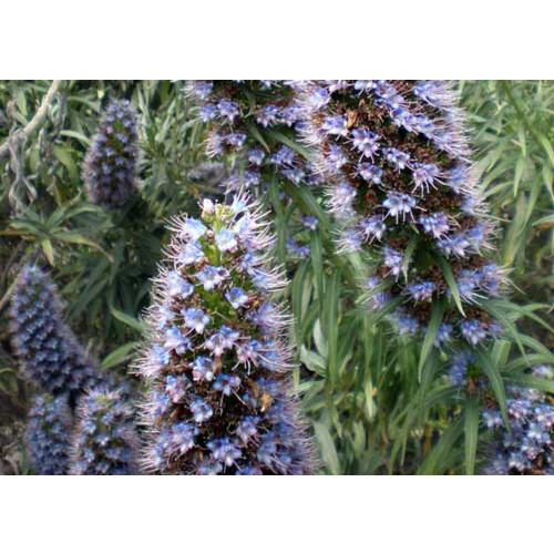 SAFLAX Geschenk Set - Blauer Natternkopf - Echium - 100 Samen 2