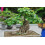 SAFLAX Geschenk Set - Buddha-Feige - Ficus - 100 Samen 3
