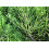 SAFLAX Geschenk Set - Wacholder - Juniperus - 30 Samen 4