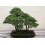 SAFLAX Geschenk Set - Wacholder - Juniperus - 30 Samen 5