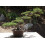SAFLAX Geschenk Set - Wacholder - Juniperus - 30 Samen 3