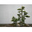 SAFLAX Geschenk Set - Wacholder - Juniperus - 30 Samen 8