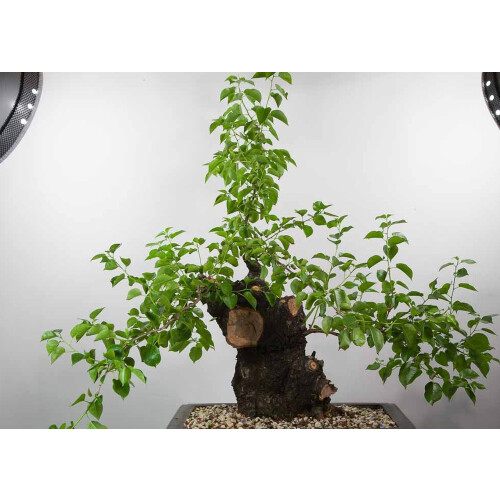 SAFLAX Geschenk Set - Felsenkirsche - Prunus - 30 Samen 2
