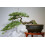 SAFLAX Geschenk Set - Himalaya Zeder - Cedrus - 35 Samen 3