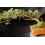 SAFLAX Geschenk Set - Libanon Zeder - Cedrus - 20 Samen 3