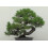 SAFLAX Geschenk Set - Schwarzkiefer - Pinus - 30 Samen 3