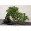 SAFLAX Geschenk Set - Mittelmeer-Pinie - Pinus - 6 Samen 3