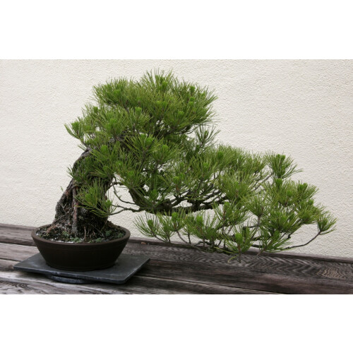SAFLAX Geschenk Set - Mittelmeer-Pinie - Pinus - 6 Samen 2