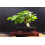 SAFLAX Geschenk Set - Weißer Maulbeerbaum - Morus - 200 Samen 3