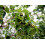 SAFLAX Geschenk Set - Buddhafeige - Ficus - 100 Samen 3
