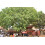 SAFLAX Geschenk Set - Buddhafeige - Ficus - 100 Samen 6