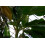 SAFLAX Geschenk Set - Darjeeling - Banane - Musa - 5 Samen 3