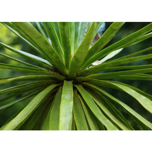 SAFLAX Geschenk Set - Drachenbaum - Dracaena - 5 Samen 2