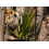 SAFLAX Geschenk Set - Drachenbaum - Dracaena - 5 Samen 5