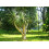 SAFLAX Geschenk Set - Drachenbaum - Dracaena - 5 Samen 4