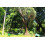 SAFLAX Geschenk Set - Flaschenbaum - Beaucarnea - 10 Samen 5