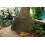SAFLAX Geschenk Set - Flaschenbaum - Beaucarnea - 10 Samen 3