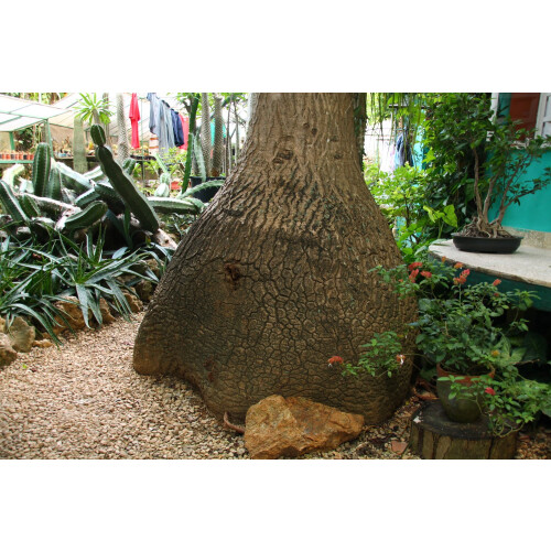 SAFLAX Geschenk Set - Flaschenbaum - Beaucarnea - 10 Samen 2