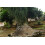 SAFLAX Geschenk Set - Flaschenbaum - Beaucarnea - 10 Samen 6
