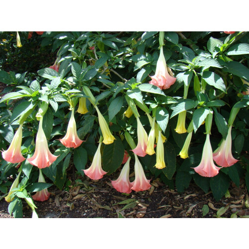 SAFLAX Geschenk Set - Engelstrompete Pink - Brugmansia - 10 Samen 2