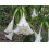 SAFLAX Geschenk Set - Engelstrompete / Weiß - Brugmansia - 10 Samen 3