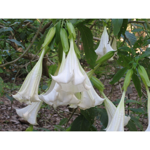SAFLAX Geschenk Set - Engelstrompete / Weiß - Brugmansia - 10 Samen 2