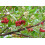 SAFLAX Geschenk Set - Erdbeerbaum - Arbutus - 50 Samen 3