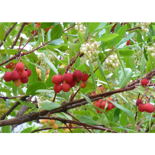 SAFLAX Geschenk Set - Erdbeerbaum - Arbutus - 50 Samen 2