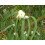 SAFLAX Geschenk Set - Eucalyptus (bicostata) - Eucalyptus - 100 Samen 7