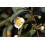 SAFLAX Geschenk Set - Teestrauch - Camellia - 6 Samen 5