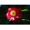 SAFLAX Geschenk Set - Teestrauch - Camellia - 6 Samen 3
