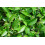 SAFLAX Geschenk Set - Teestrauch - Camellia - 6 Samen 4