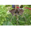 SAFLAX Geschenk Set - Fledermausblume - Tacca - 10 Samen 3