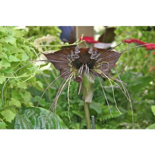 SAFLAX Geschenk Set - Fledermausblume - Tacca - 10 Samen 2
