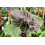 SAFLAX Geschenk Set - Fledermausblume - Tacca - 10 Samen 5