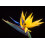 SAFLAX Set regalo - Strelitzia gialla - 4 semi - Strelitzia 3