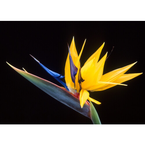 SAFLAX Set regalo - Strelitzia gialla - 4 semi - Strelitzia 2