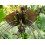 SAFLAX Geschenk Set - Fledermausblume - Tacca - 10 Samen 4
