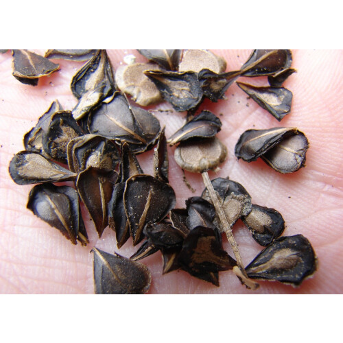 SAFLAX Geschenk Set - Gespensterpflanze - Aristolochia - 80 Samen 2