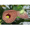SAFLAX Geschenk Set - Gespensterpflanze - Aristolochia - 80 Samen 6