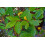 SAFLAX Geschenk Set - Gewürzlorbeerbaum - Laurus - 6 Samen 8