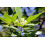 SAFLAX Geschenk Set - Gewürzlorbeerbaum - Laurus - 6 Samen 3