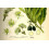 SAFLAX Geschenk Set - Gewürzlorbeerbaum - Laurus - 6 Samen 6