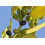 SAFLAX Geschenk Set - Gewürzlorbeerbaum - Laurus - 6 Samen 4