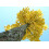 SAFLAX Geschenk Set - Ginkgo - Ginkgo - 4 Samen 3